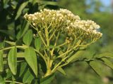 род Sorbus