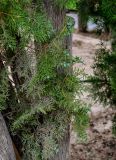 Platycladus orientalis. Часть ствола и верхушки ветвей с шишками. Китай, пров. Ганьсу, г. Ланьчжоу, в культуре. 06.06.2025.