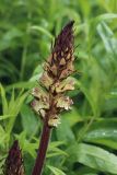 Orobanche pallidiflora. Расцветающее соцветие. Ленинградская обл., Гатчинский р-н, окр. пос. Пудость, берег р. Ижора, сырой луг с Cirsium oleraceum под кустами ив (Salix). 05.07.2025.