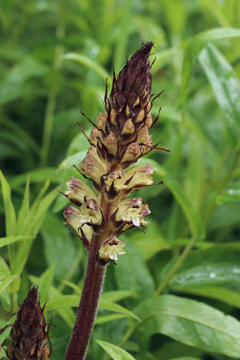 Image of Orobanche pallidiflora specimen.