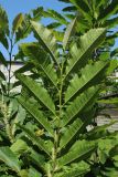 Castanea sativa