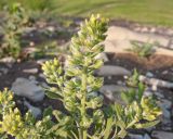 Alyssum alyssoides