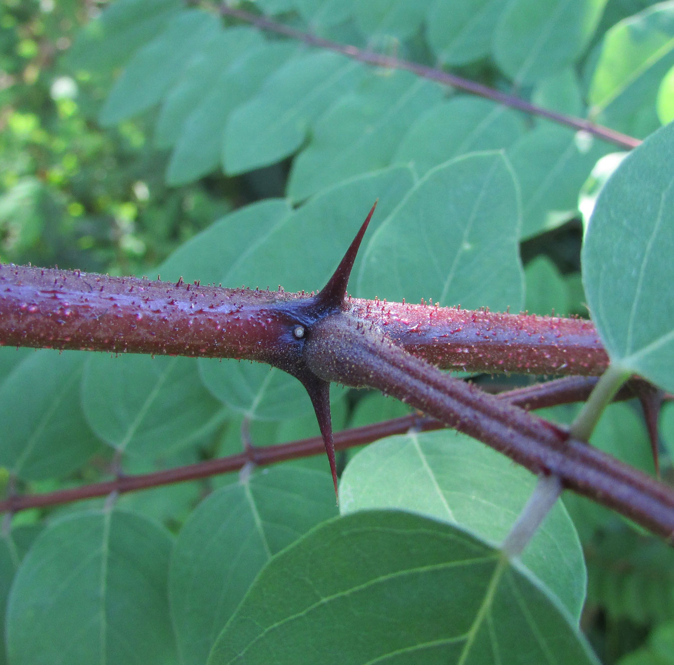 Image of Robinia &times; margaretta specimen.