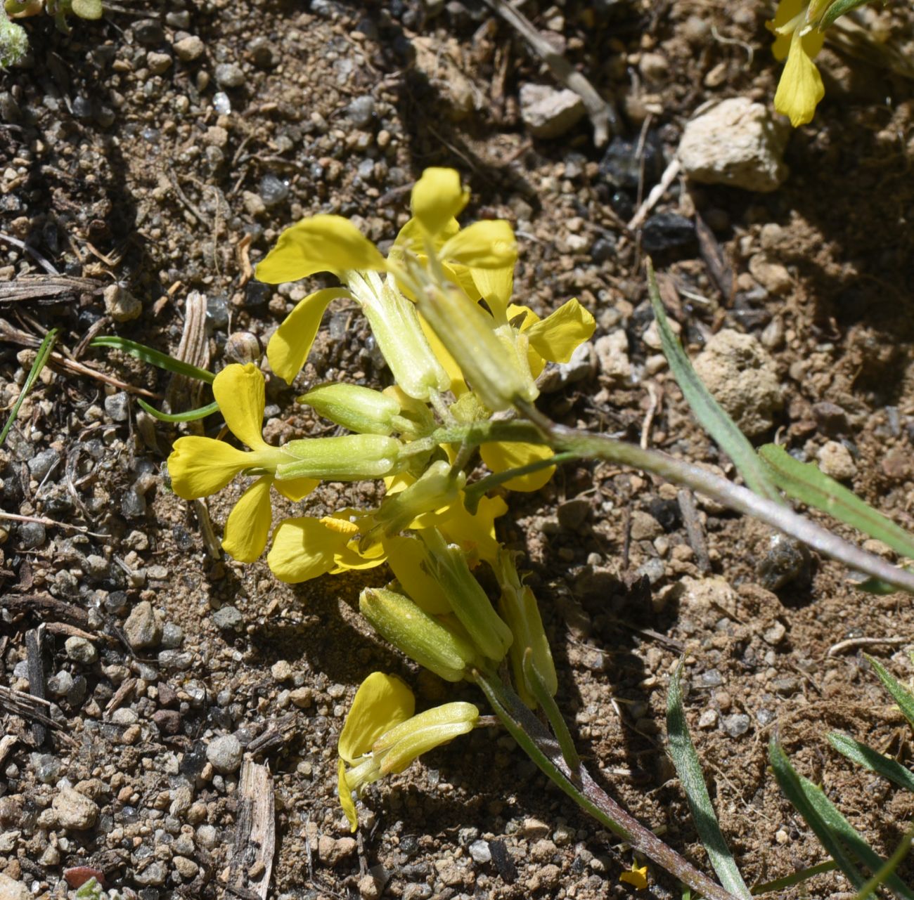 Изображение особи род Erysimum.
