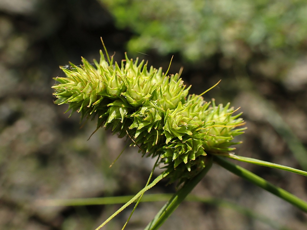 Изображение особи Carex neurocarpa.