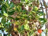 род Arbutus. Верхушки побегов со зреющими плодами. Испания, Галисия, пров. Понтеведра, г. Кангас. Июль.