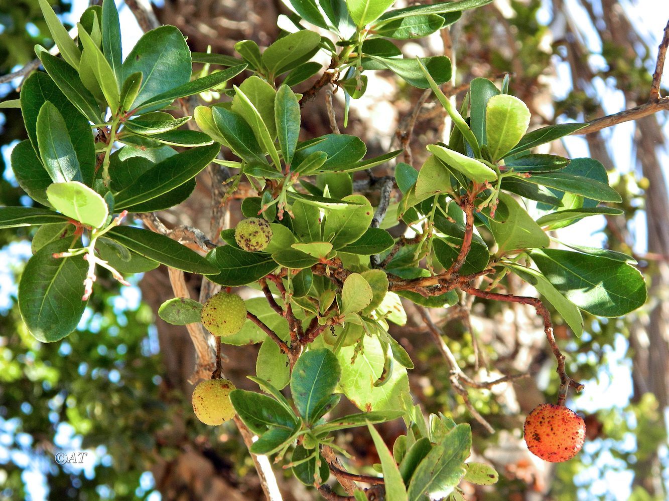 Изображение особи Arbutus unedo.
