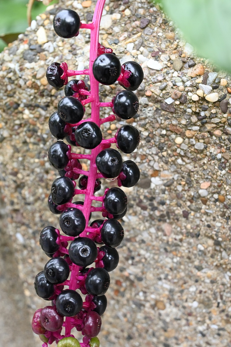 Image of Phytolacca americana specimen.