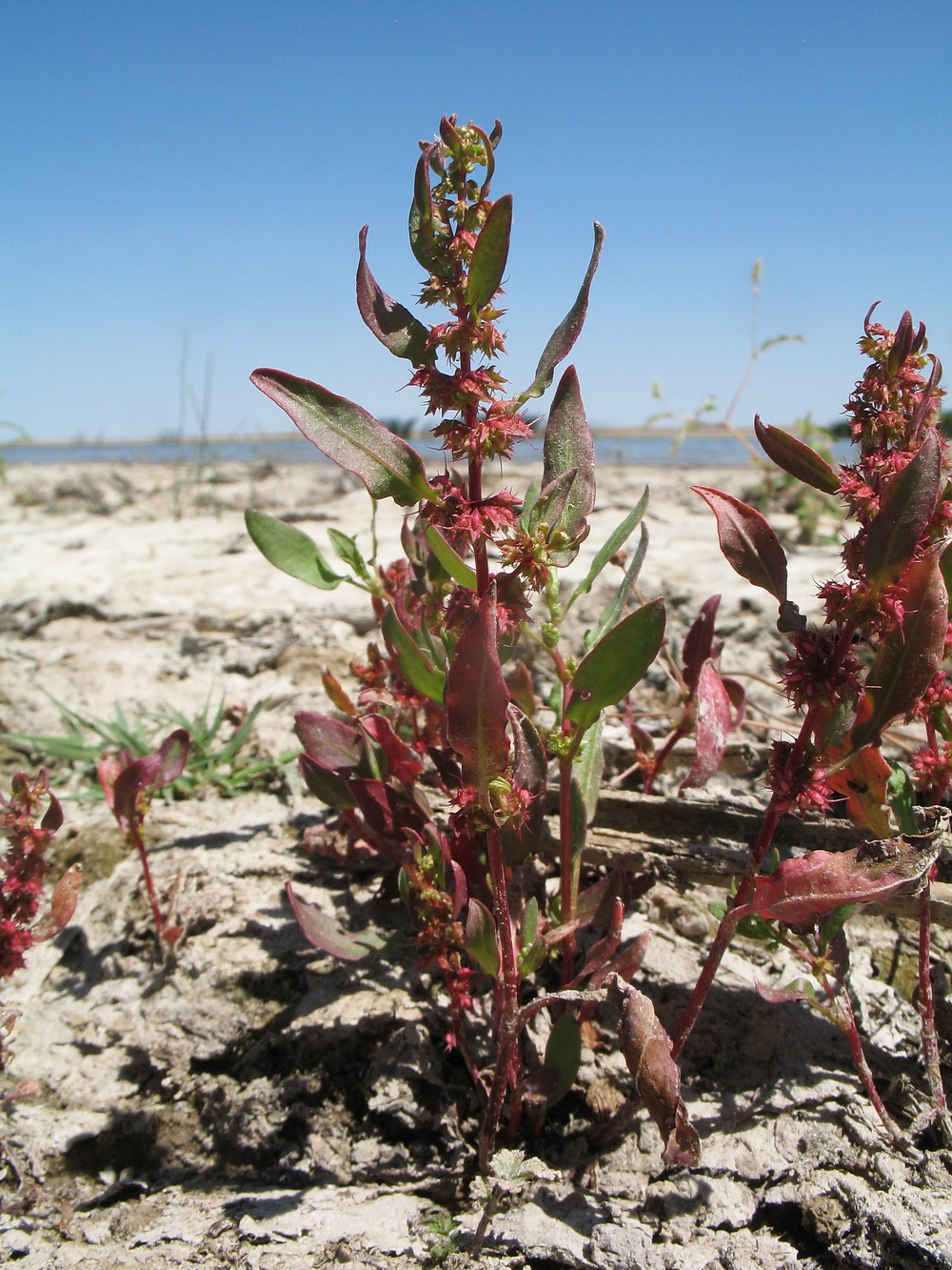 Image of Rumex marschallianus specimen.