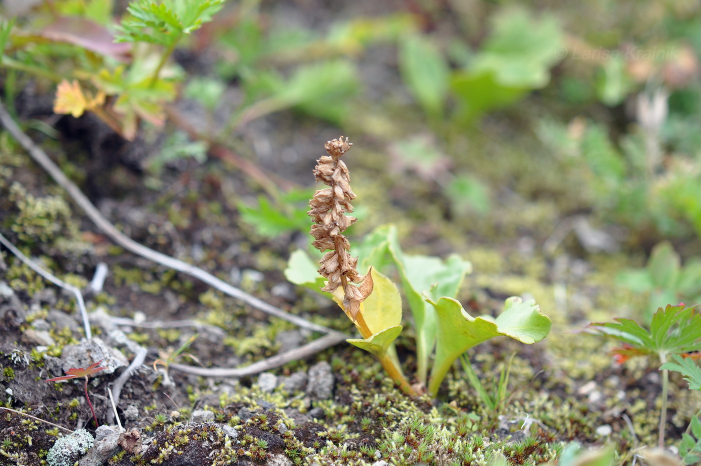 Image of Lagotis glauca specimen.