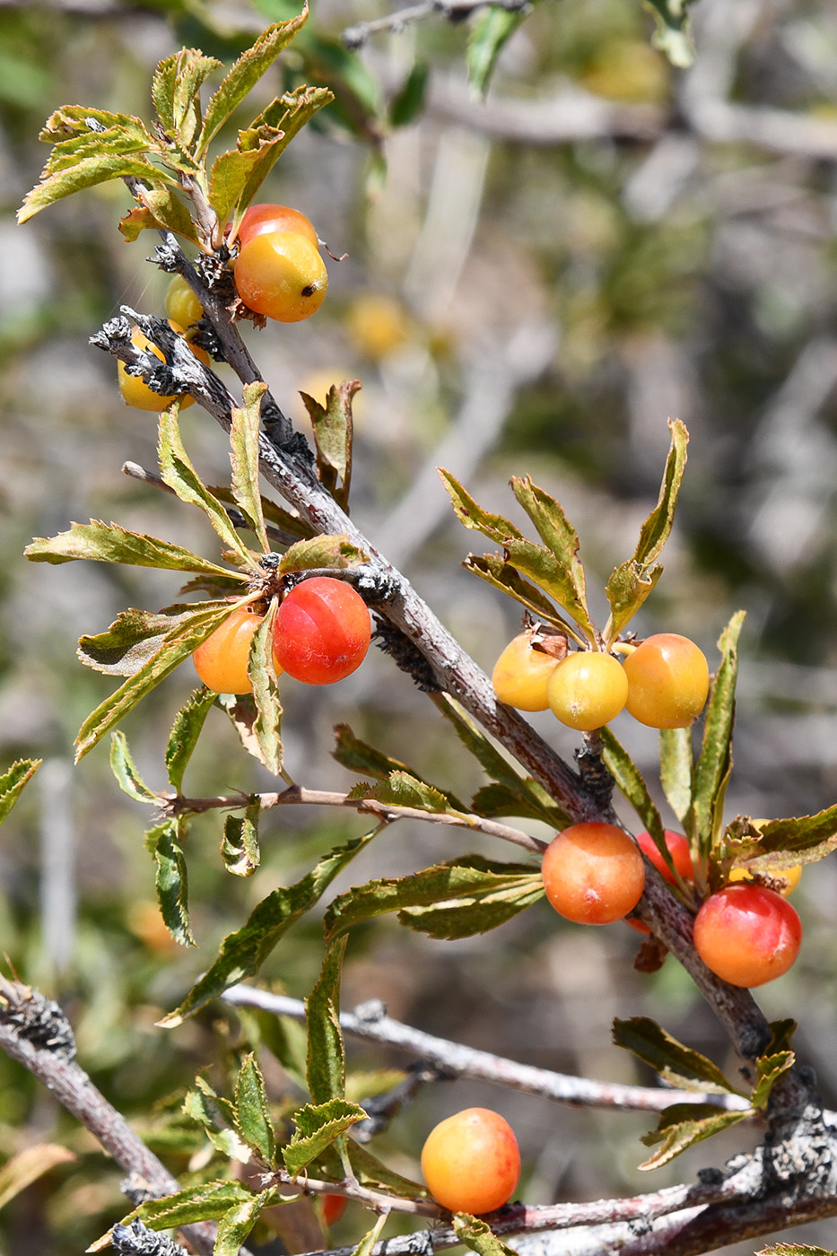 Image of Cerasus tianshanica specimen.