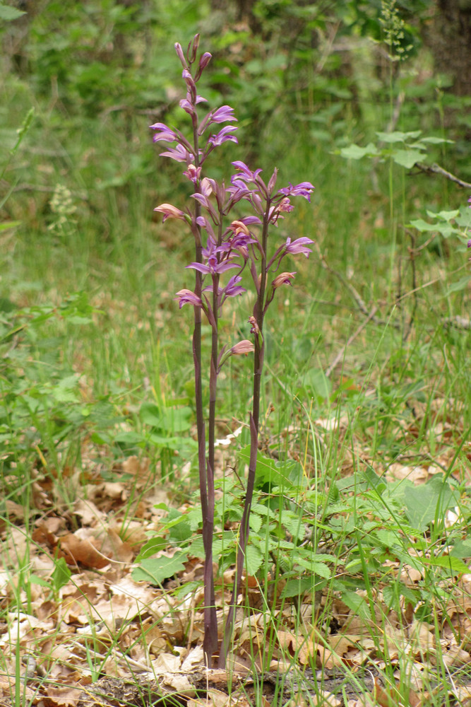 Image of Limodorum abortivum specimen.