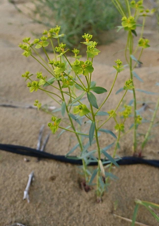 Image of Euphorbia seguieriana specimen.