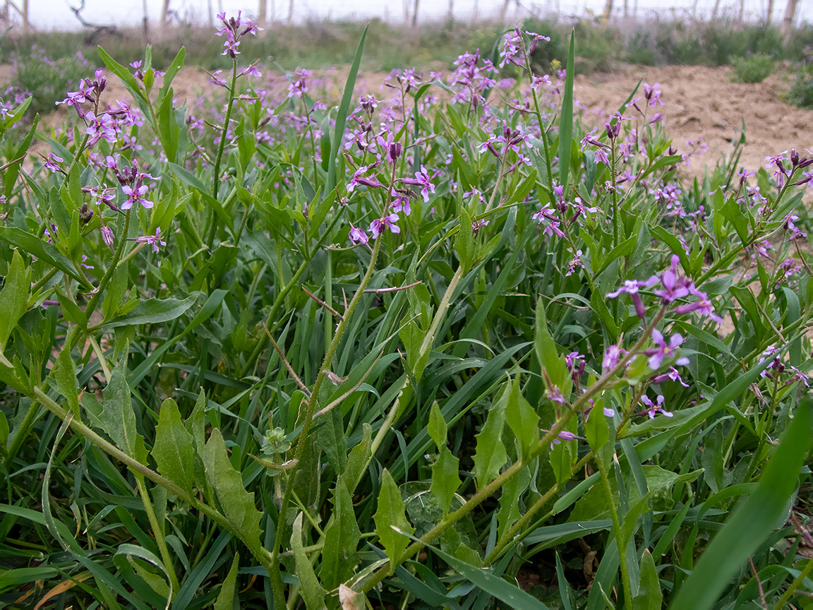 Изображение особи Chorispora tenella.