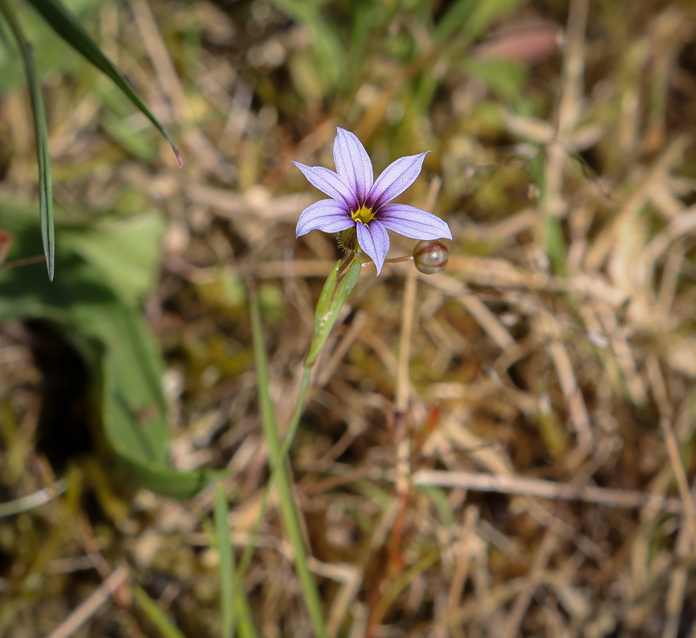 Изображение особи Sisyrinchium rosulatum.