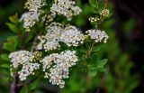 Spiraea myrtilloides