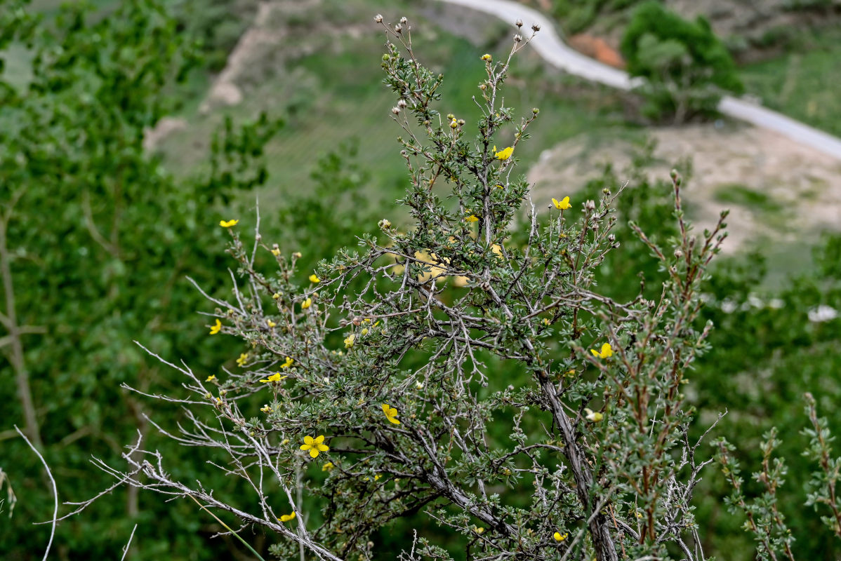 Image of Dasiphora parvifolia specimen.