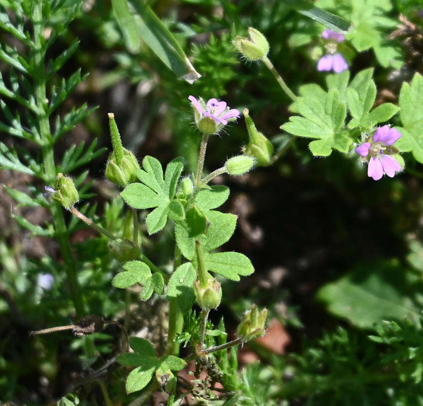 Изображение особи Geranium pusillum.