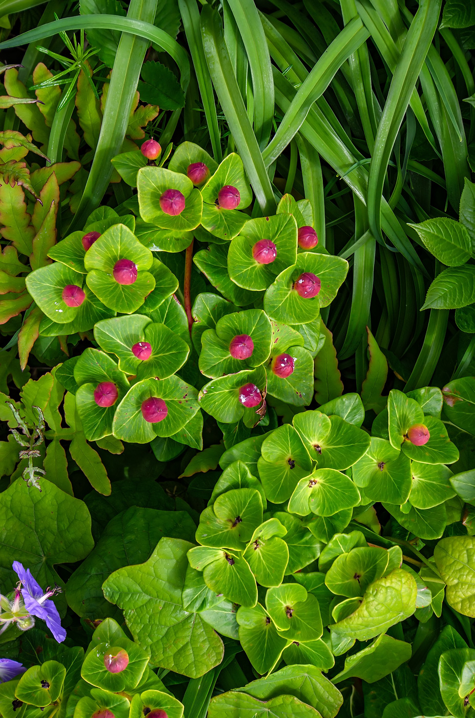 Изображение особи Euphorbia komaroviana.