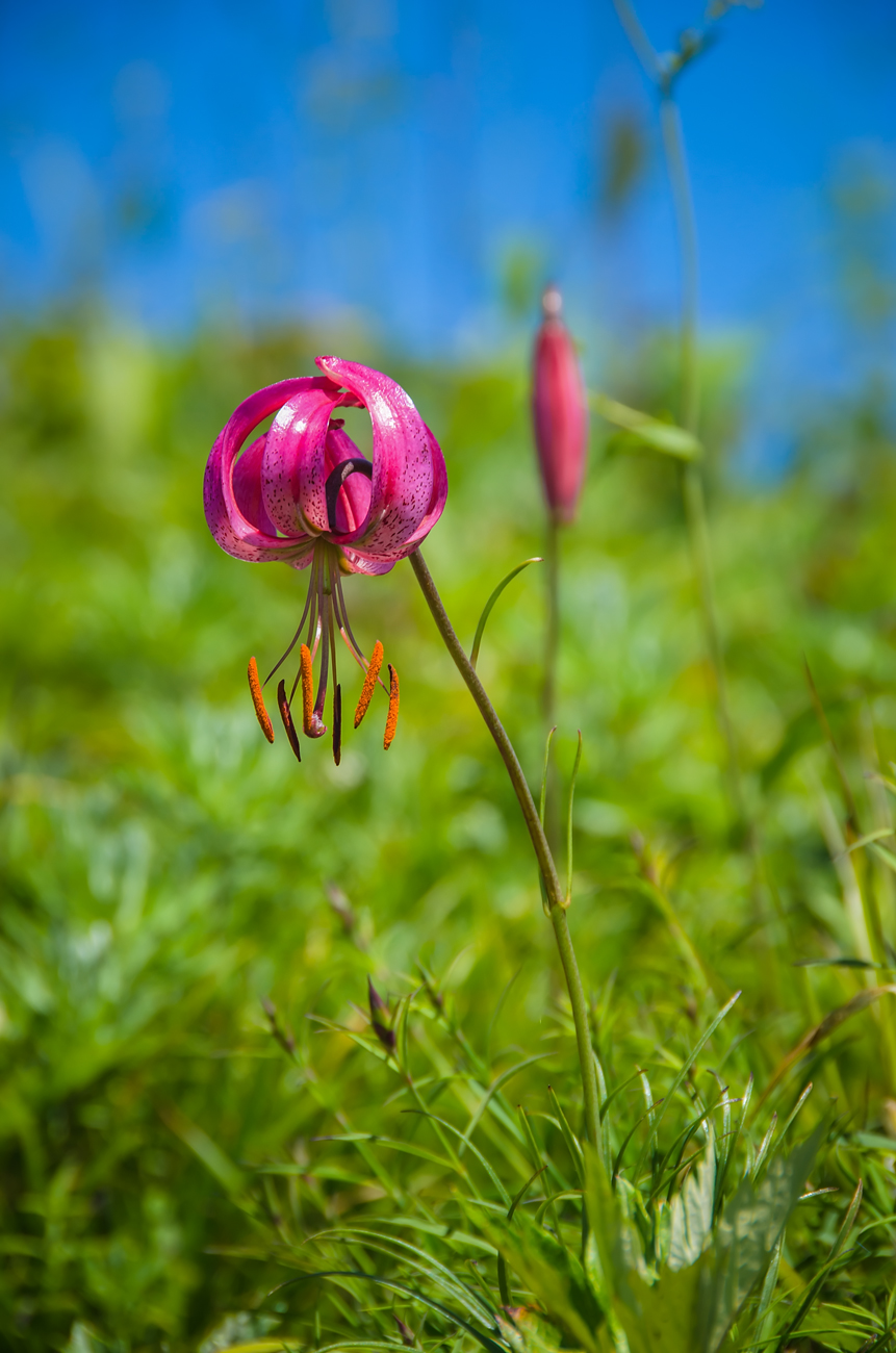 Изображение особи Lilium cernuum.