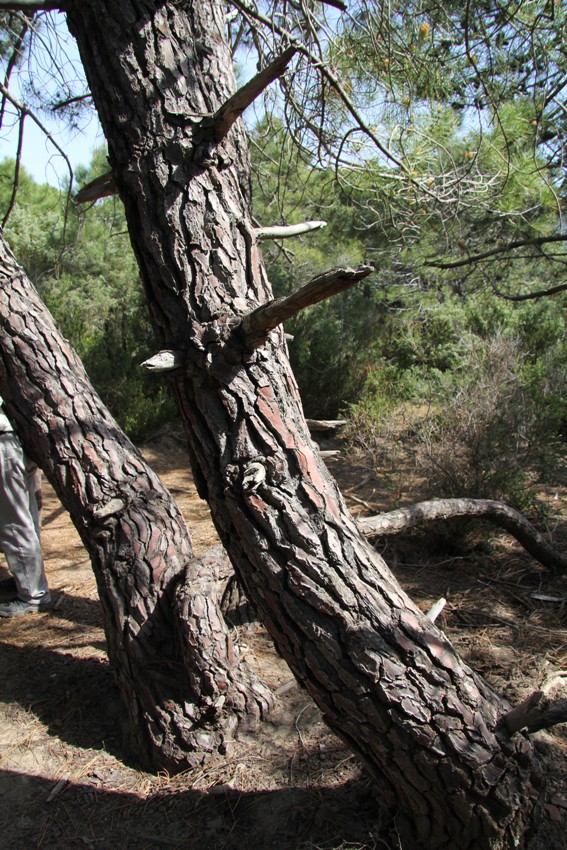Image of Pinus pinaster specimen.