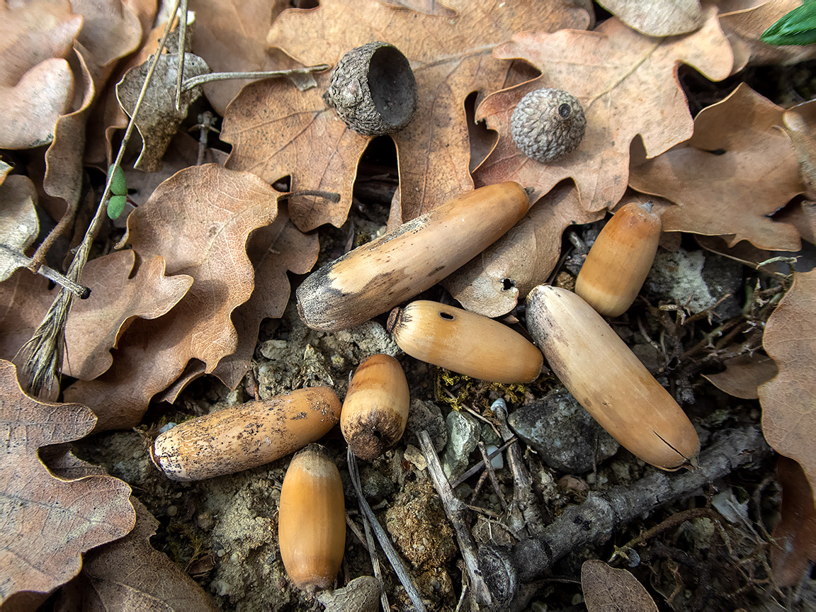 Image of Quercus pubescens specimen.