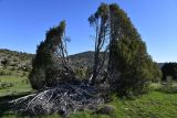 Juniperus seravschanica. Взрослое дерево разбитое молнией. Киргизия, Баткенская обл., Лейлекский р-н, Туркестанский хр., горы Сары-Тоо, выс. ≈ 2500 м н.у.м., выположенное дно долины. 5 мая 2025 г.