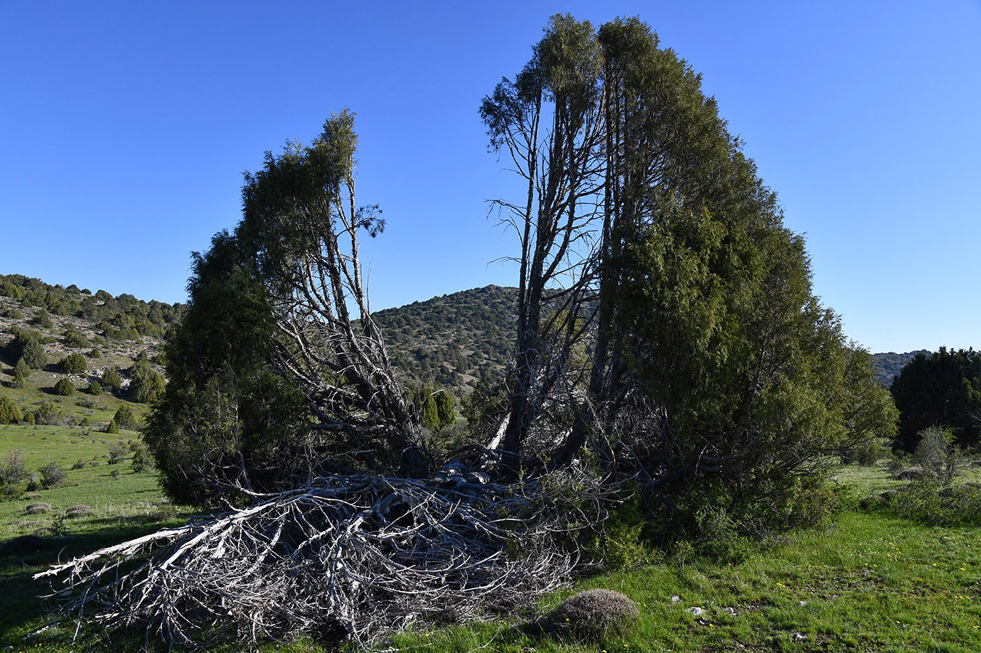 Изображение особи Juniperus seravschanica.