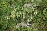 род Onosma