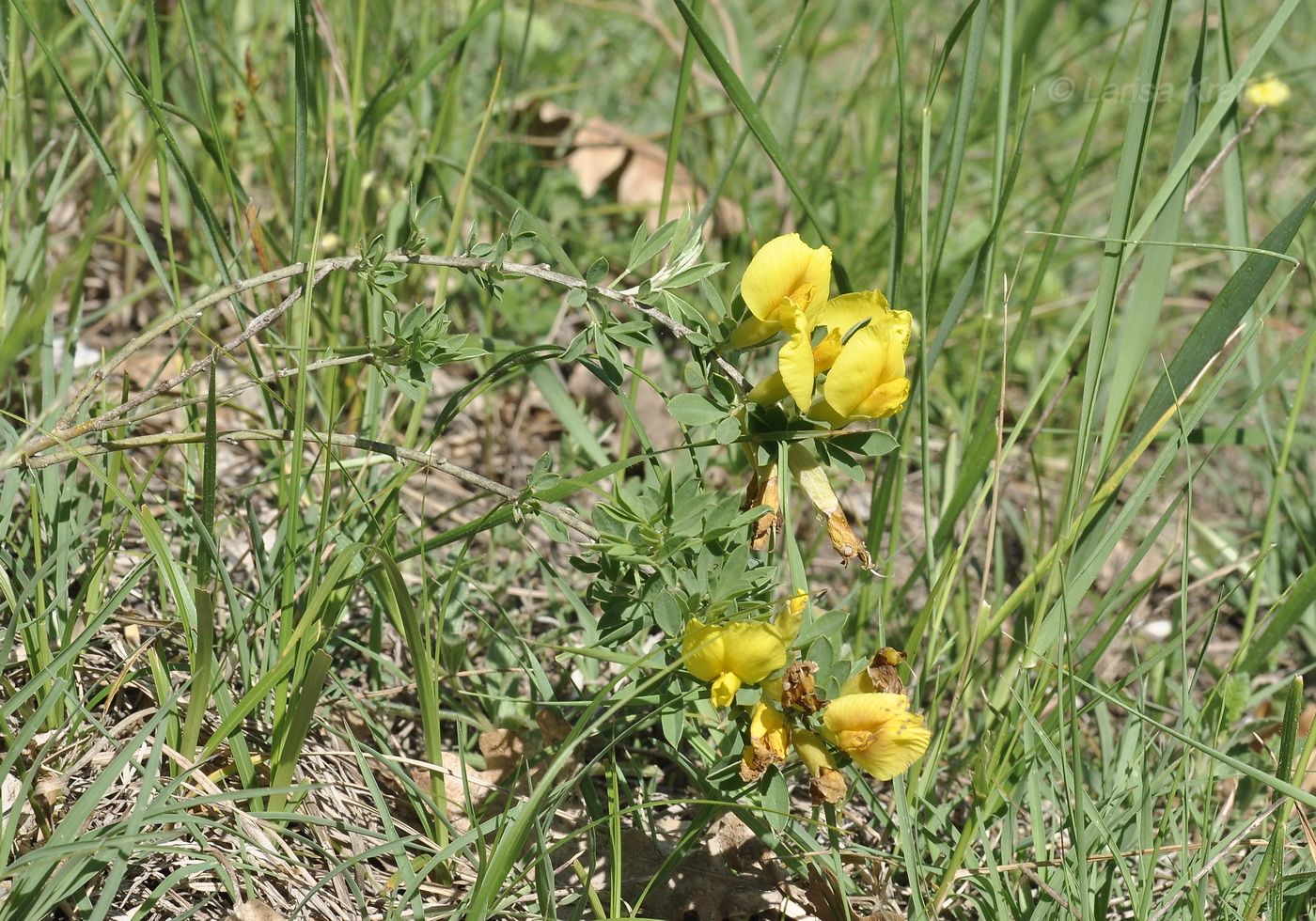 Image of genus Chamaecytisus specimen.