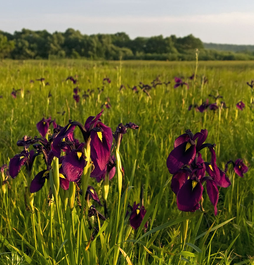 Изображение особи Iris ensata.