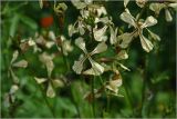 Eruca sativa. Цветки. Московская обл., Раменский р-н, окр. дер. Хрипань, садовый участок. 11.07.2026.