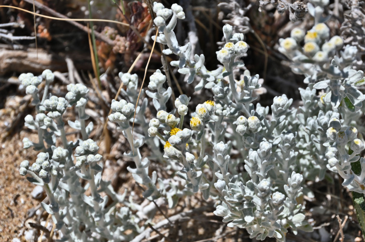 Image of Otanthus maritimus specimen.