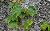 Parthenocissus tricuspidata. Часть побега с отцветшими соцветиями. Португалия, о-в Мадейра, г. Фуншал, в культуре. 09.06.2026.