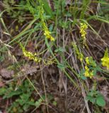 genus Melilotus. Верхушка побега с соцветием. Турция, ил Артвин, дер. Багджилар (Bağcılar), подножие склона. 12 июня 2026 г.