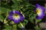 Convolvulus tricolor. Цветки и бутоны (v.minor Кокарда голубой). Московская обл., Раменский р-н, окр. дер. Хрипань, садовый участок. 10.08.2026.