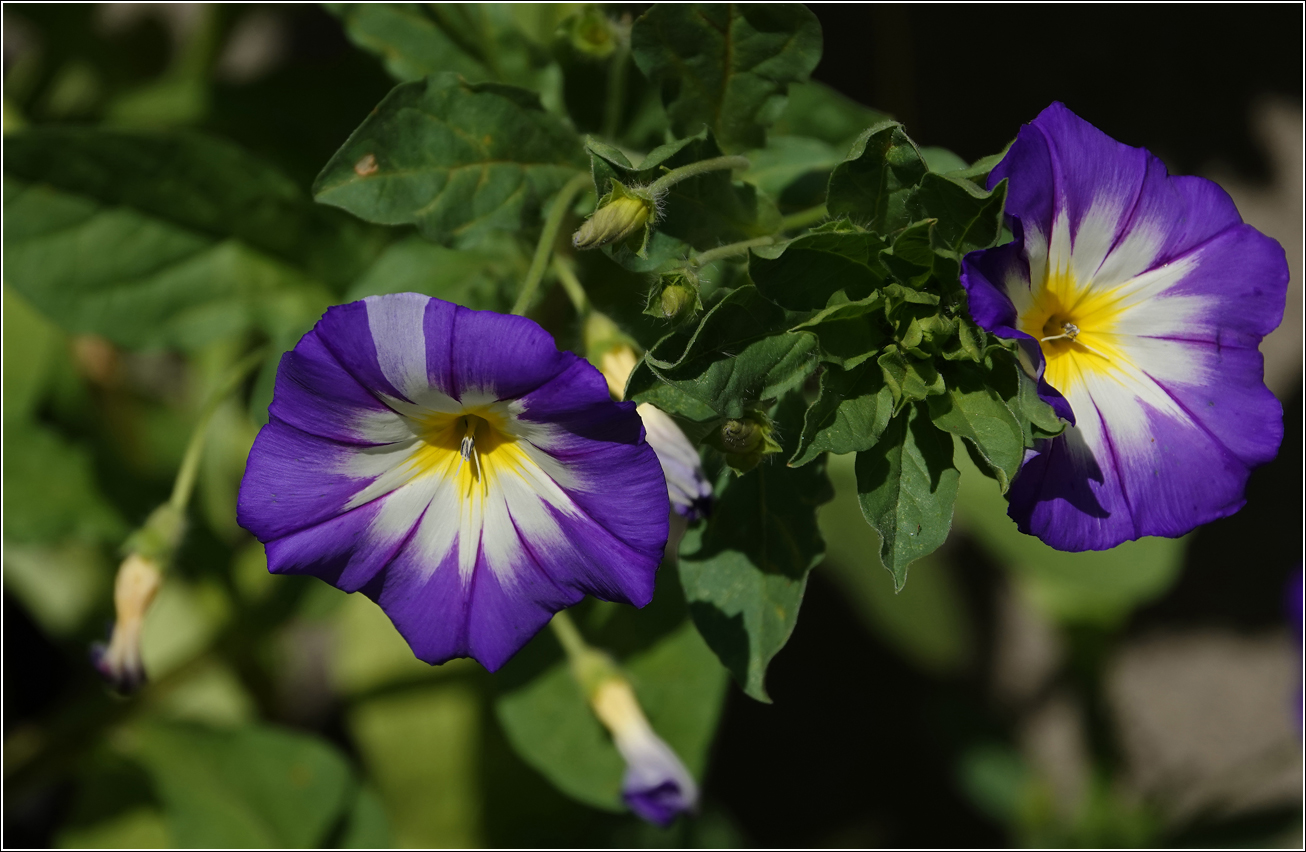 Image of Convolvulus tricolor specimen.