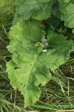 Arctium tomentosum. Прикорневой лист с погрызами и пазушный побег с развивающимися соцветиями. Беларусь, Витебская обл., окр. дер. Местечко, разнотравно-злаковый суходольный луг у берега озера. 16.07.2026.