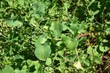 genus Rumex. Часть побега. Турция, ил Артвин, у стены храма Отхта, луг. 13 июня 2026 г.