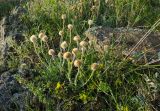 Aster serpentimontanus. Плодоносящее растение. Башкортостан, Абзелиловский р-н, Ташбулатовский сельсовет, хр. Кыктытау, задернованный каменистый склон. 11 июня 2025 г.