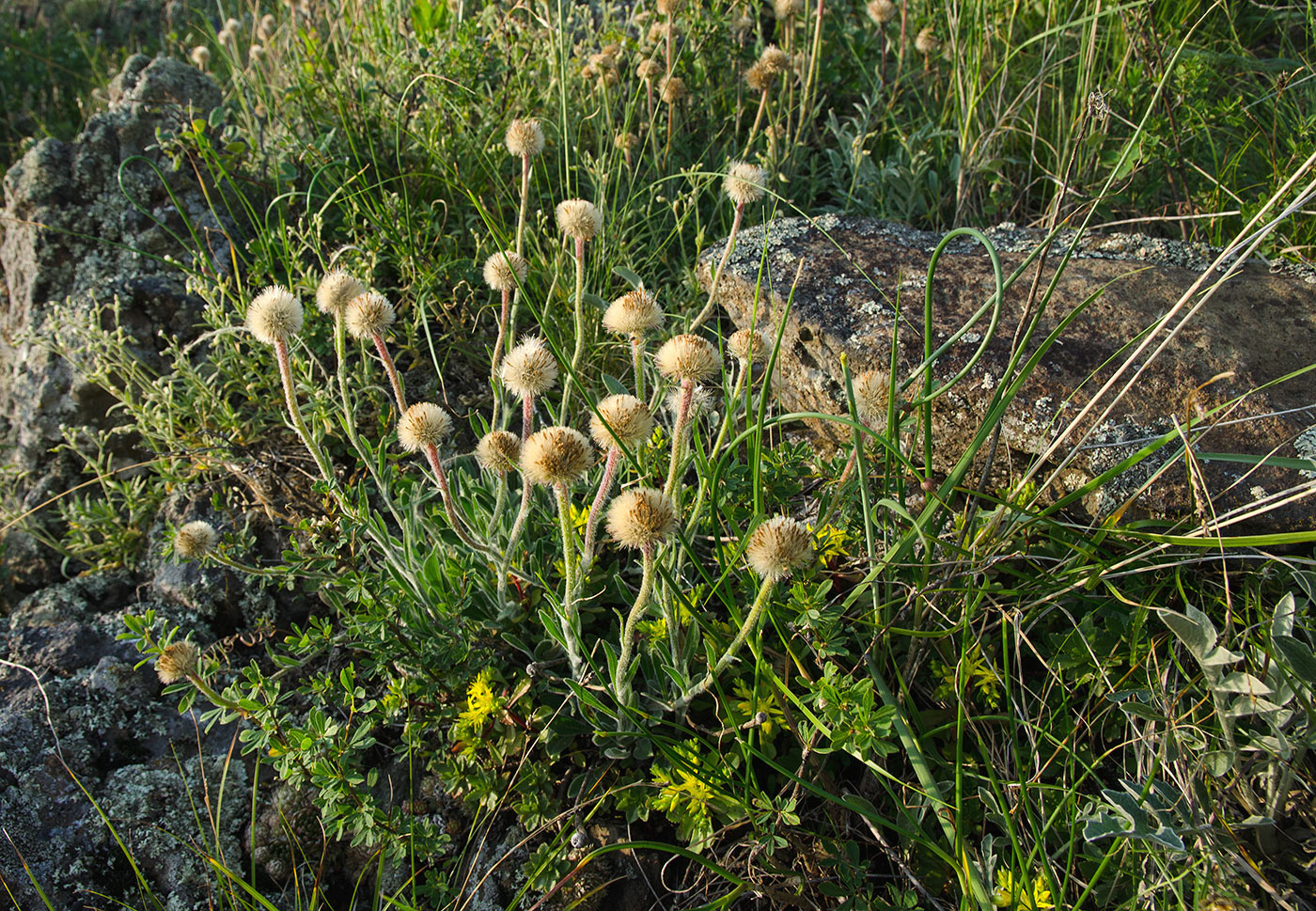 Изображение особи Aster serpentimontanus.