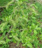 Salix cinerea