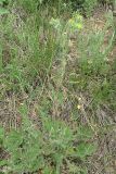 Potentilla recta ssp. pilosa