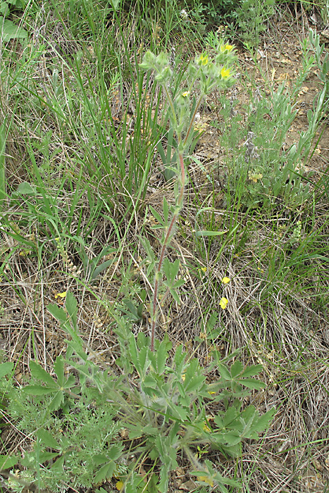 Изображение особи Potentilla recta ssp. pilosa.