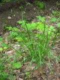 Carex spicata