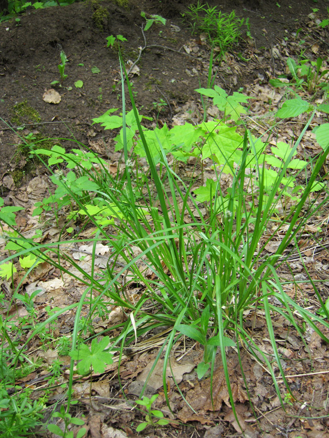 Image of Carex spicata specimen.