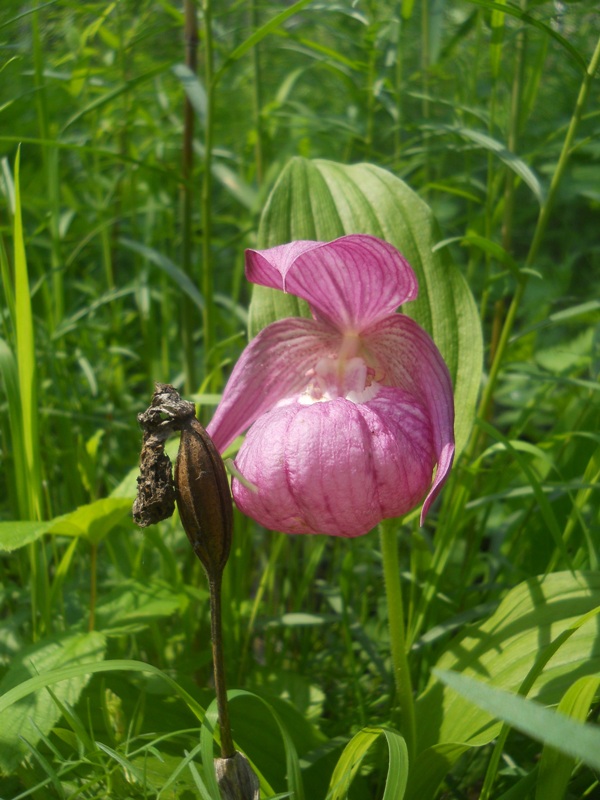 Image of Cypripedium macranthos specimen.