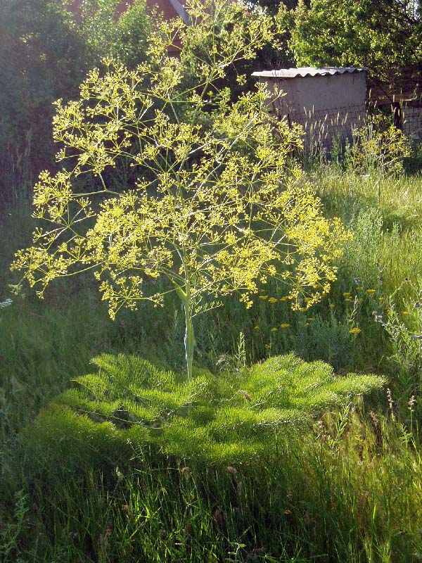 Image of Ferula karatavica specimen.