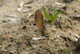 Acer platanoides. Часть плода-двукрылатки с проросшим семенем. Москва, Кузьминский лесопарк, дорога. 21.04.2004.
