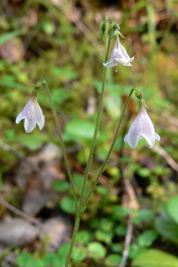 Image of Linnaea borealis specimen.